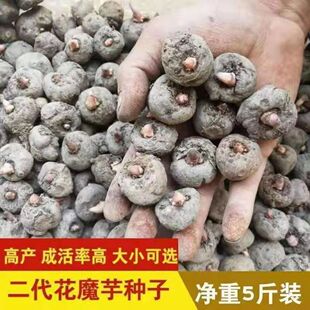 贵州新鲜生魔芋种子精品高产二代磨芋种籽高成活率种粒种球非云南