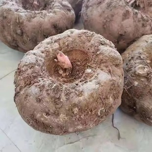 魔芋新鲜现挖现发贵州农家自种生魔芋头10斤魔芋豆腐新鲜魔芋 包邮