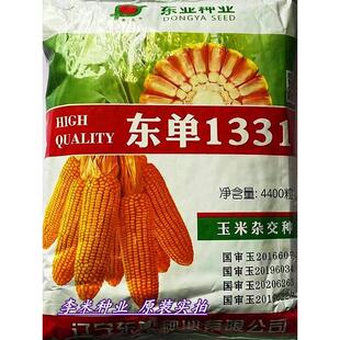 东单1331一代杂交玉米种籽孑东单6531玉米种子粮饲通用春夏季播
