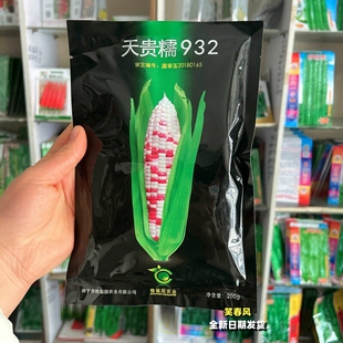 天贵糯932彩甜糯玉米种子种孑甜度高粘性好国审高产大田糯玉米籽
