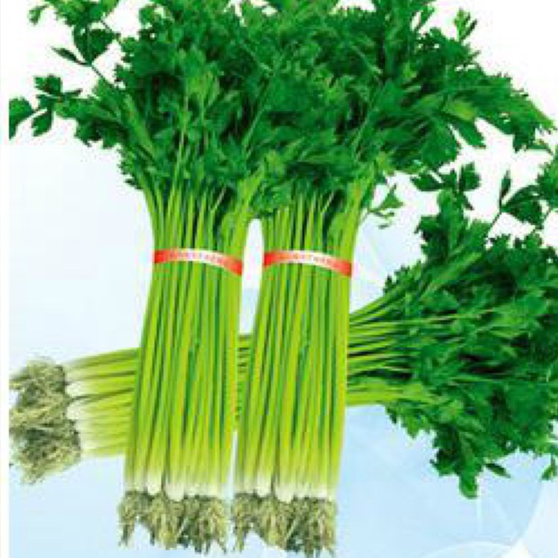 四季小香芹种子 小芹菜种子 农家老品种盆栽阳台蔬菜籽包邮免运费