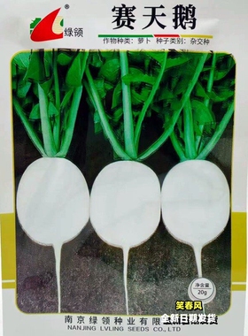 圆白萝卜种籽种业花叶薄皮生熟食两用春秋季播种杂交萝卜种子