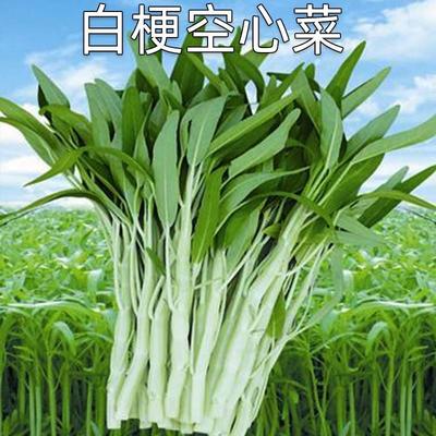 白梗空心菜种子小柳叶通心菜籽白根白骨四季播蔬菜子种阳台盆栽孑