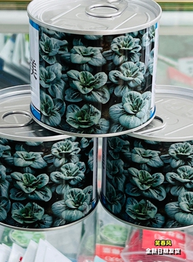 黑秀美苏州青菜种子耐寒耐热青菜种籽农家大田基地秋冬季播种