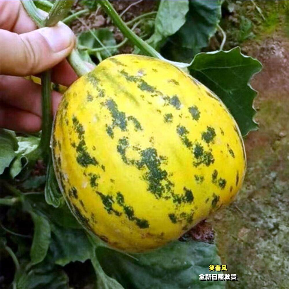 天津薄皮甜瓜种子大全羊角酥瓜香瓜种籽大田基地播水果种孑