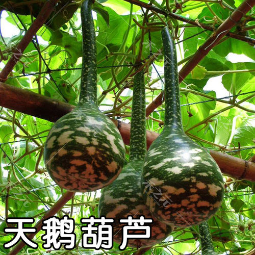 天鹅葫芦种子阳台盆栽庭院