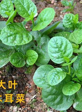 大叶木耳菜种子大圆叶小青菜叶大落葵春季四季盆栽种籽蔬菜秧苗孑