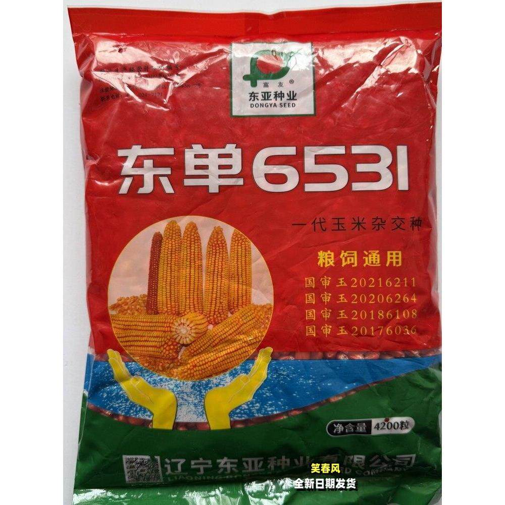 东单6531玉米种子国审高产抗病玉米老品种杂交大田玉米