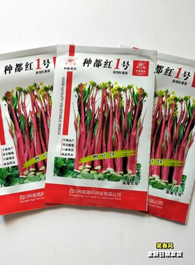 种都红1号红菜苔种子抗病早熟杂交早熟无蜡粉红菜苔种籽秋季播种