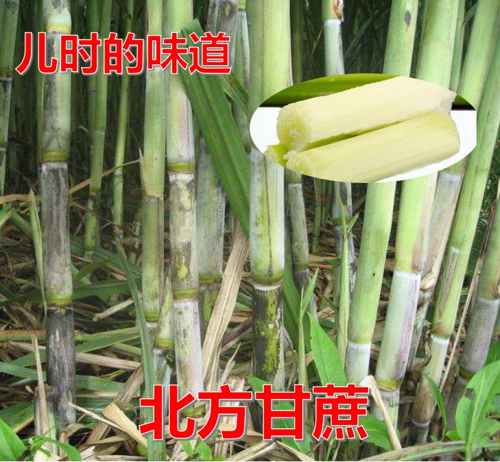 甘蔗种子北方南方甘蔗四季播盆栽花卉蔬菜籽花草多肉植物种子