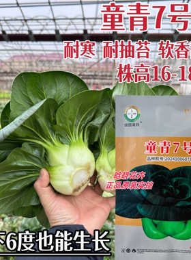 童青7号F1矮将军黑叶苏州青菜种子耐寒耐抽苔青菜种籽秋冬季播种