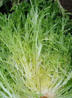 黄心细叶苦苣种子盆栽阳台苦菊蔬菜种子牛奶菜沙拉生菜青菜四季播