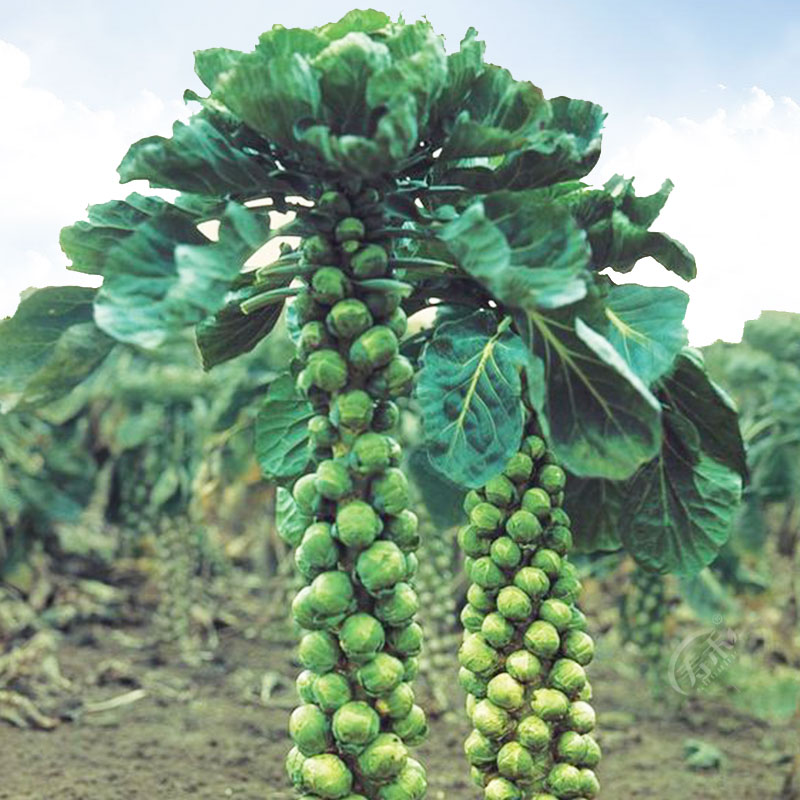 富兰克林抱子甘蓝种籽孢子甘蓝种子苗高产阳台四季子持蔬菜种苗孑在类目 3C数码配件, 手机配件, 手机支架/手机座中 - 来自Buy2taobao.com提供专业的淘宝代购服务