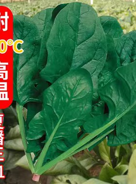 新货大叶菠菜种子四季秋冬阳台