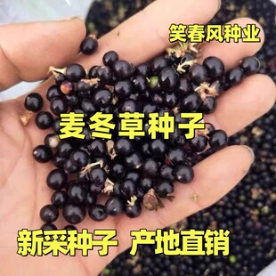 新采麦冬草种子多年生宽叶矮化金边麦冬草籽日本矮麦冬苗绿化种籽