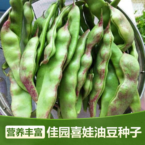 中早熟东北油豆种子 一点红油豆角将军豆 春季夏季秋季播高产抗病