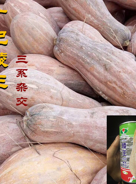 蜜本南瓜种子金记棱王968蜜本南瓜 三系杂交种特大长南瓜 中晚熟