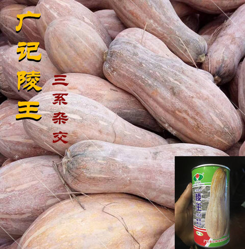 蜜本南瓜种子金记棱王968蜜本南瓜 三系杂交种特大长南瓜 中晚熟