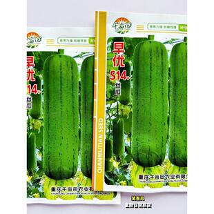 播蔬菜种 早优S14丝瓜种子抗病早熟杂交短棒香丝瓜种籽农家春秋季