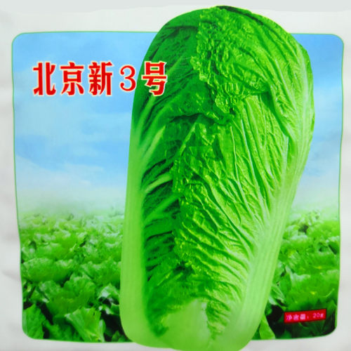 秋播大白菜种子 北京新3号高庄大白菜种籽 耐寒耐热 抗病高产包邮