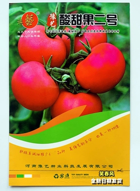 酸甜果番茄种子种业优质高端番茄种籽巧克力小番茄种孑