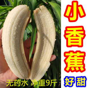 小香蕉 香蕉小香焦甜 超甜芝麻蕉 非粉蕉皇帝蕉净重9斤 新鲜香蕉