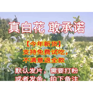 正宗白花丹参山东特产大片10年以上切片手选大片红根红参白花丹参