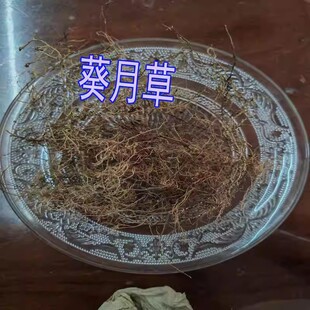 黄芪华梁远荷子葵月草实属骗子清楚日照市人民大药房华梁草5种