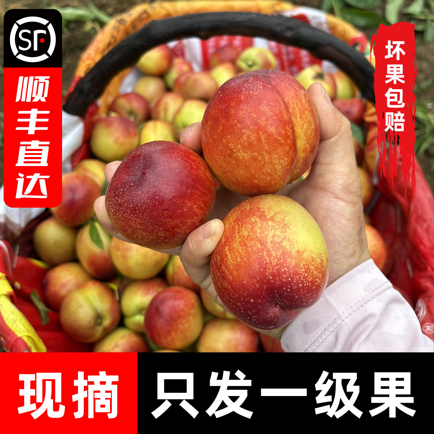 湖北枣阳头茬黄心油桃顺丰包邮现摘新鲜当应季水果桃子黄肉脆甜桃