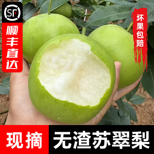 湖北枣阳顺丰包邮酥脆无渣青梨子甜爽口多汁苏翠冠现摘当季水果