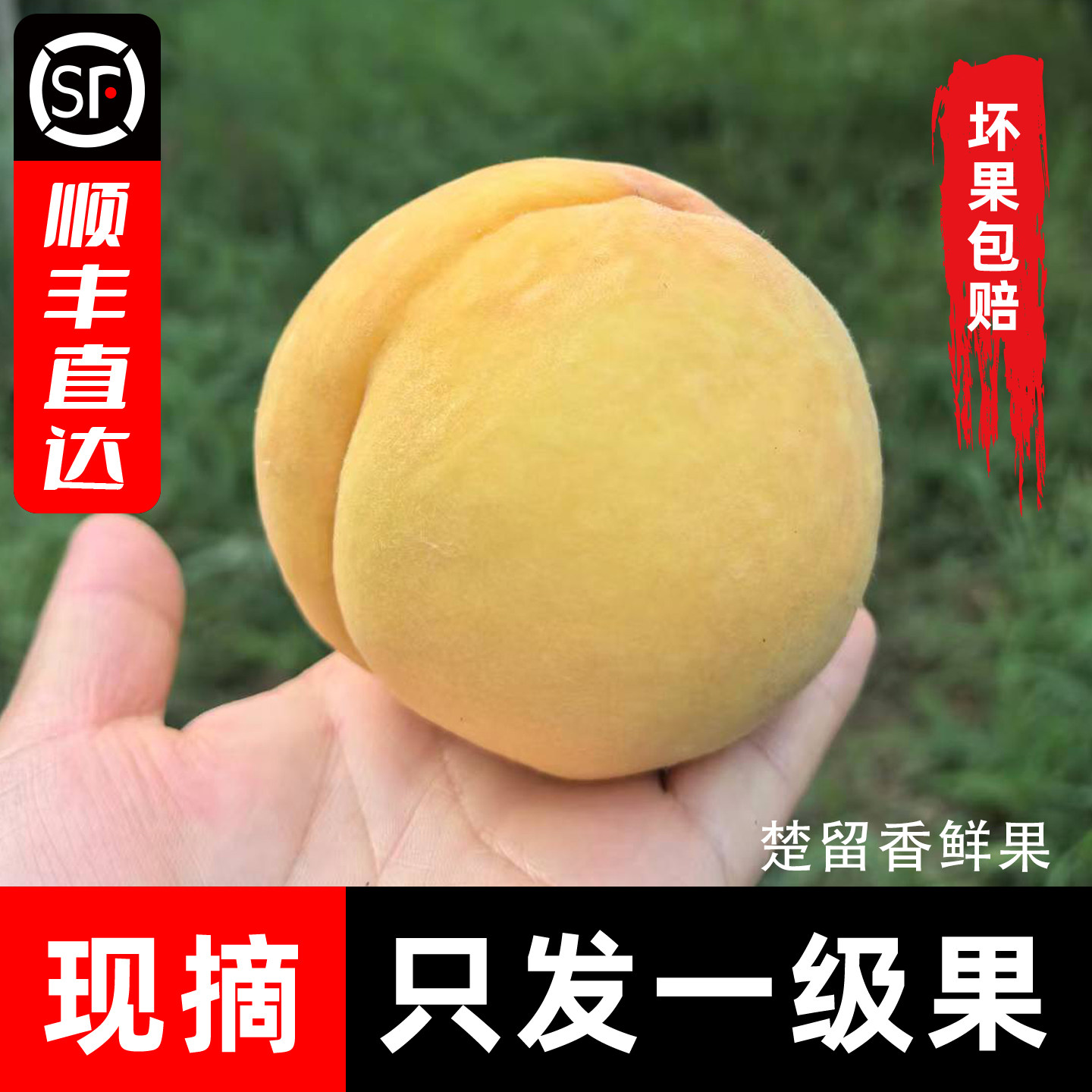 湖北枣阳锦绣黄桃帝乡皇桃纯甜包邮当季新鲜现摘孕妇水果礼品毛桃
