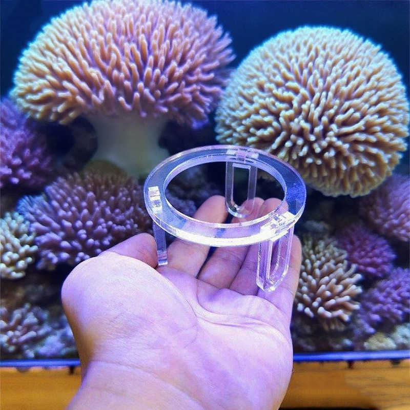 皇海瓦片珊瑚基座提升台纽扣繁殖底座硬骨断枝拼盘