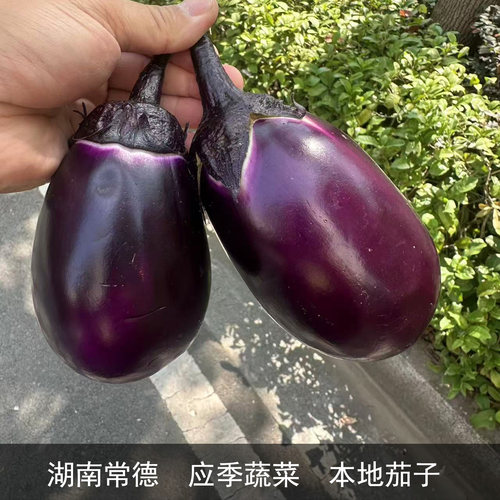 湖南本地新鲜时令蔬菜现摘现发