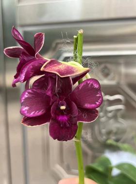 番茄雅韵堂Den.Burana Demon Blood‘魔血’稀有黑红色泼墨