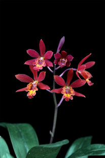 番茄雅韵堂Epc.Hisarg Yu Gol 'Orange-Red红桔树兰卡特兰花洋兰