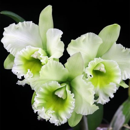 番茄雅韵堂Rlc. Chunfeng Apple春风苹果大花卡特兰花新手福音