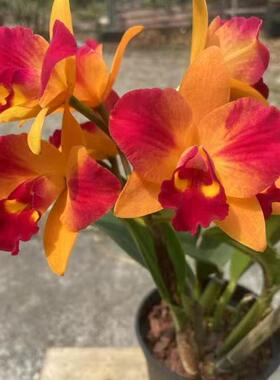 番茄雅韵堂Ctt. Chief Sunny ‘Orange Beauty ‘橘美中矮卡特兰