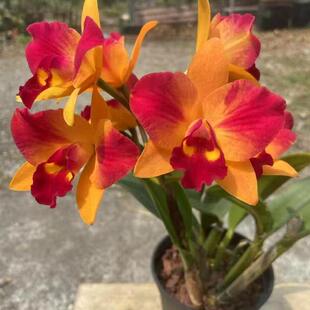 番茄雅韵堂Ctt. Chief Sunny ‘Orange Beauty ‘橘美中矮卡特兰