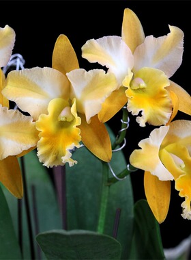 番茄雅韵堂Rct. Mikawa Crystal'Magical'神奇母株卡特兰花洋兰