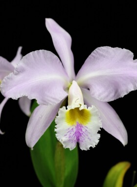 番茄雅韵堂C. gaskelliana concolor‘大黄喉’嘎斯原种卡特兰花