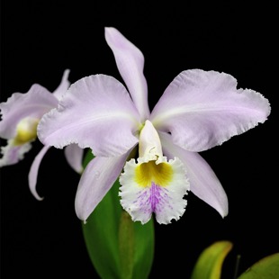 番茄雅韵堂C. concolor‘大黄喉’嘎斯原种卡特兰花 gaskelliana