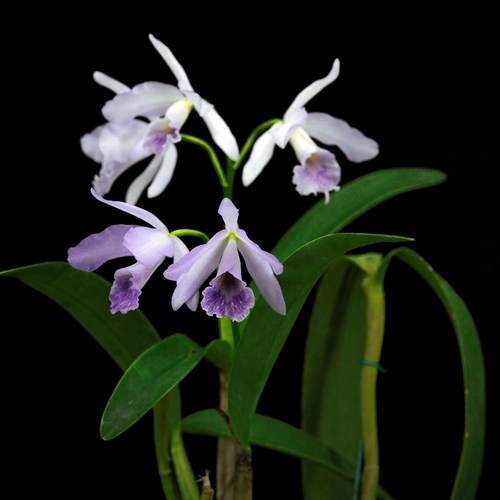 雅韵堂兰花阳台包邮南美卡特兰