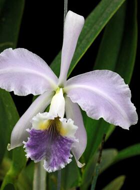 番茄雅韵堂c. labiata f.coerulea‘BF#3蓝拉比 原种卡特兰花洋兰