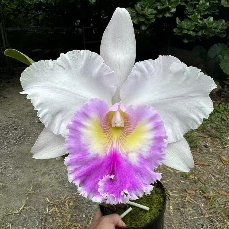 雅韵堂兰花阳台包邮大花卡特兰