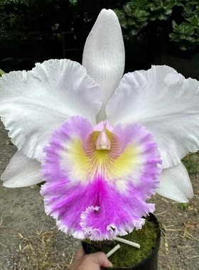 番茄雅韵堂Rlc.Jin Fong Wish’Classical’古典乐大花卡特兰花