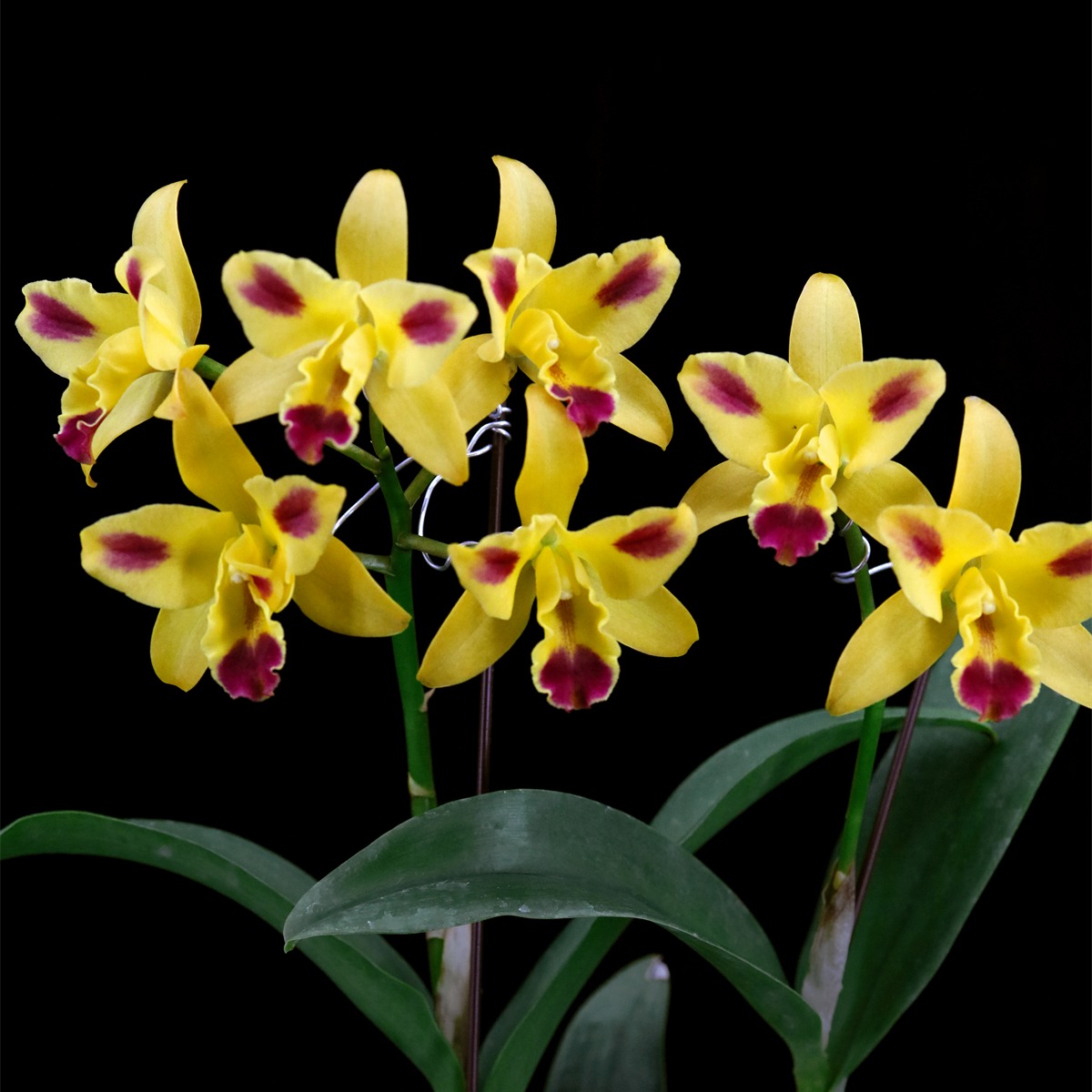 雅韵堂兰花育种家阳台包邮卡特兰