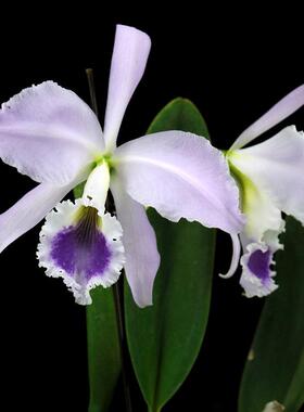 番茄雅韵堂c. labiata f.coerulea‘BF#2’蓝拉比原种卡特兰花香