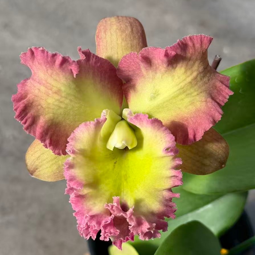 雅韵堂兰花易养阳台大花卡特兰香