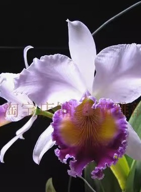 番茄雅韵堂 Lc. Dinard ‘Blue Heaven’ 蓝色天堂大花卡特兰花