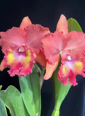 番茄雅韵堂Rlc. Duh's CreationPeach蜜桃橘粉色大花卡特兰花洋兰